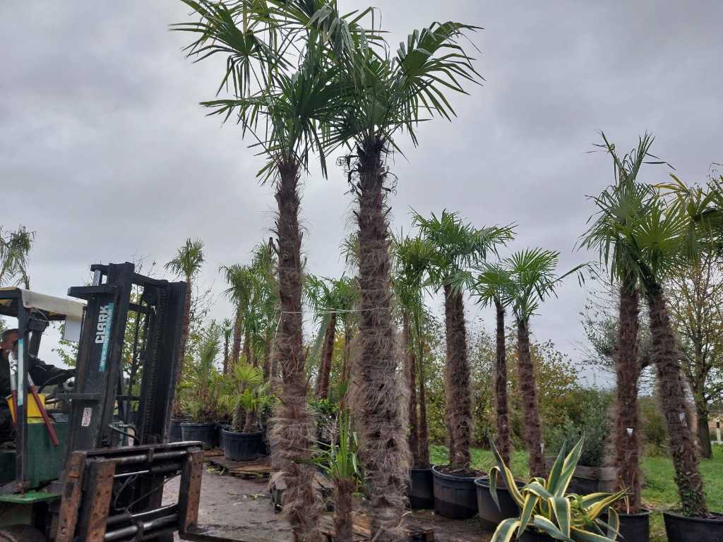 Hemp palm in pot (hardy)