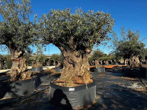 Olive tree in basket Specimen