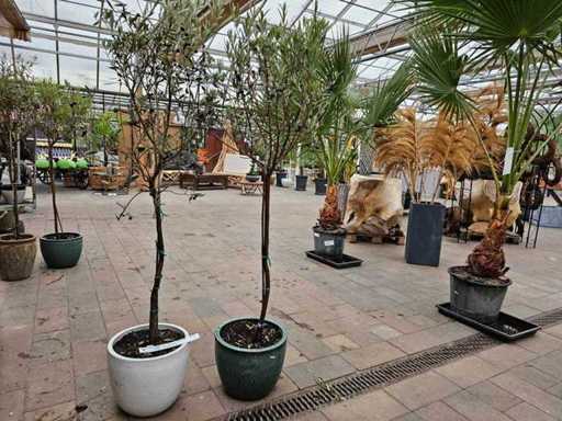 Mediterraner Olivenbaum (ca. 200 cm) inkl. hochwertigem Übertopf