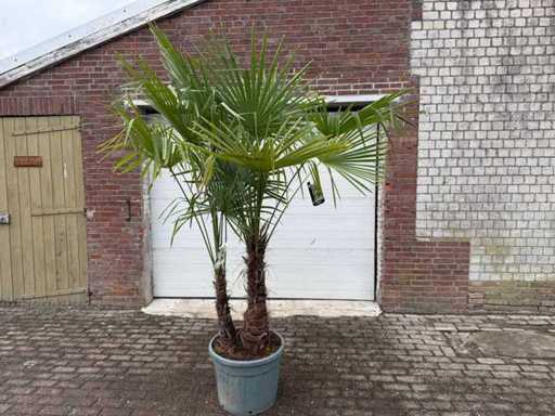 Chinesischer Fächerpalmen-Doppelstängel – Trachycarpus Fortunei – Höhe ca. 250 cm
