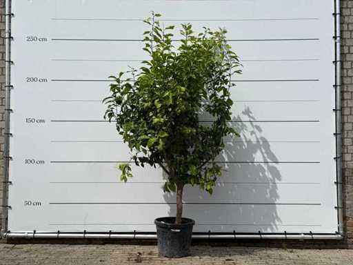 Lemon Tree XL - Citrus Limon - height approx. 250 cm