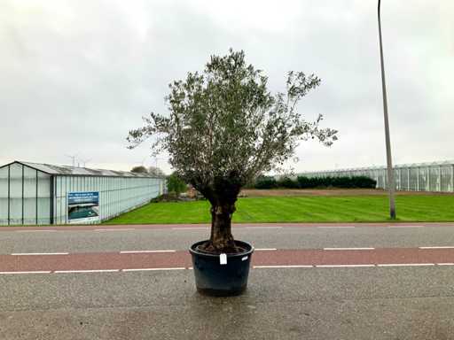 Drzewo oliwne (Olea europaea lessini)