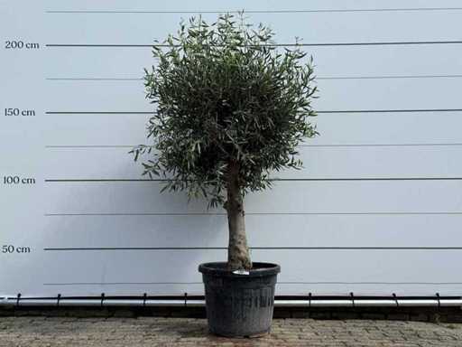 Olive tree spherical - Olea Europaea - approx. 40 years old - height approx. 200 cm