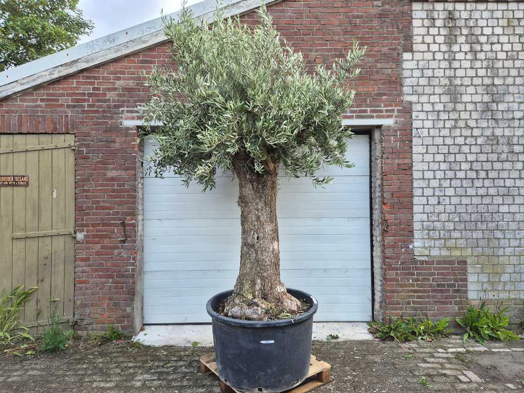 Olijfboom Old Trunk - Olea Europaea - 75 jaar oud - hoogte ca. 350 cm