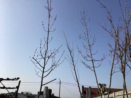 Acer rubrum (5x)