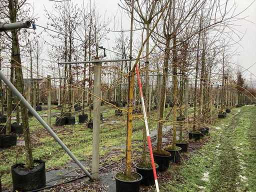 Wierzba żółta – drzewo parkowe