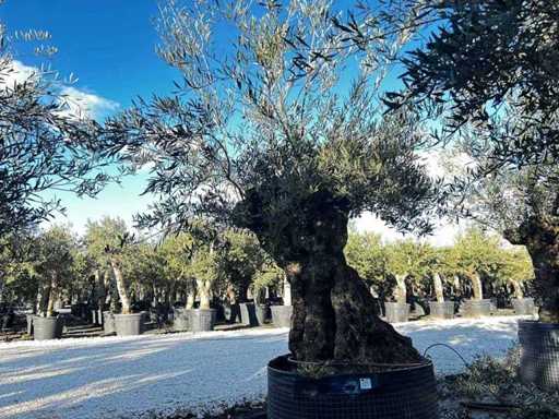  Olijfboom in een voorbeeldige mand