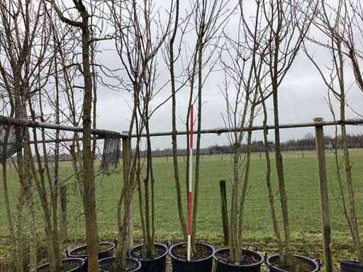 Cireșul ornamental japonez - Pom cu mai multe tulpini