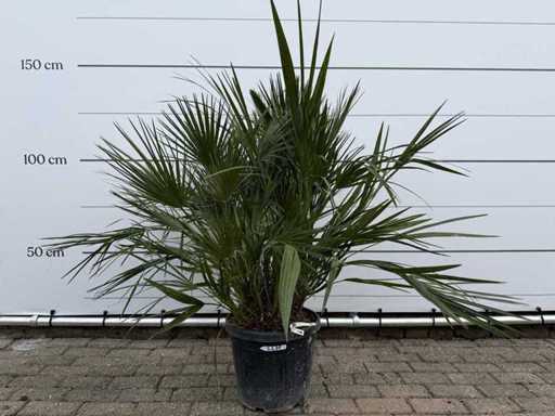Europese dwergpalm M - Chamaerops Humilis - hoogte ca. 150 cm