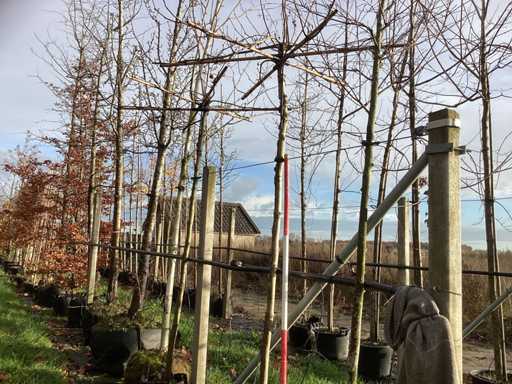 Arbore de platan de acoperiș - Arbore de acoperiș (de două ori)