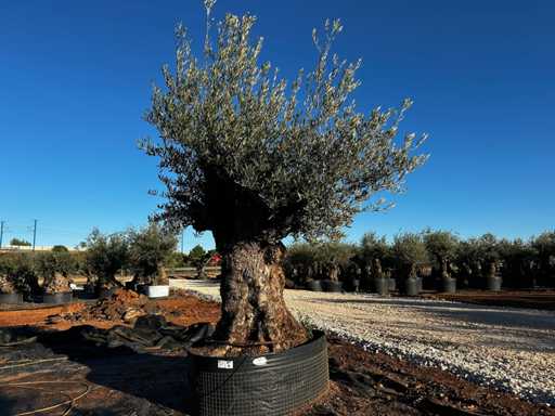 Olive tree in basket Specimen