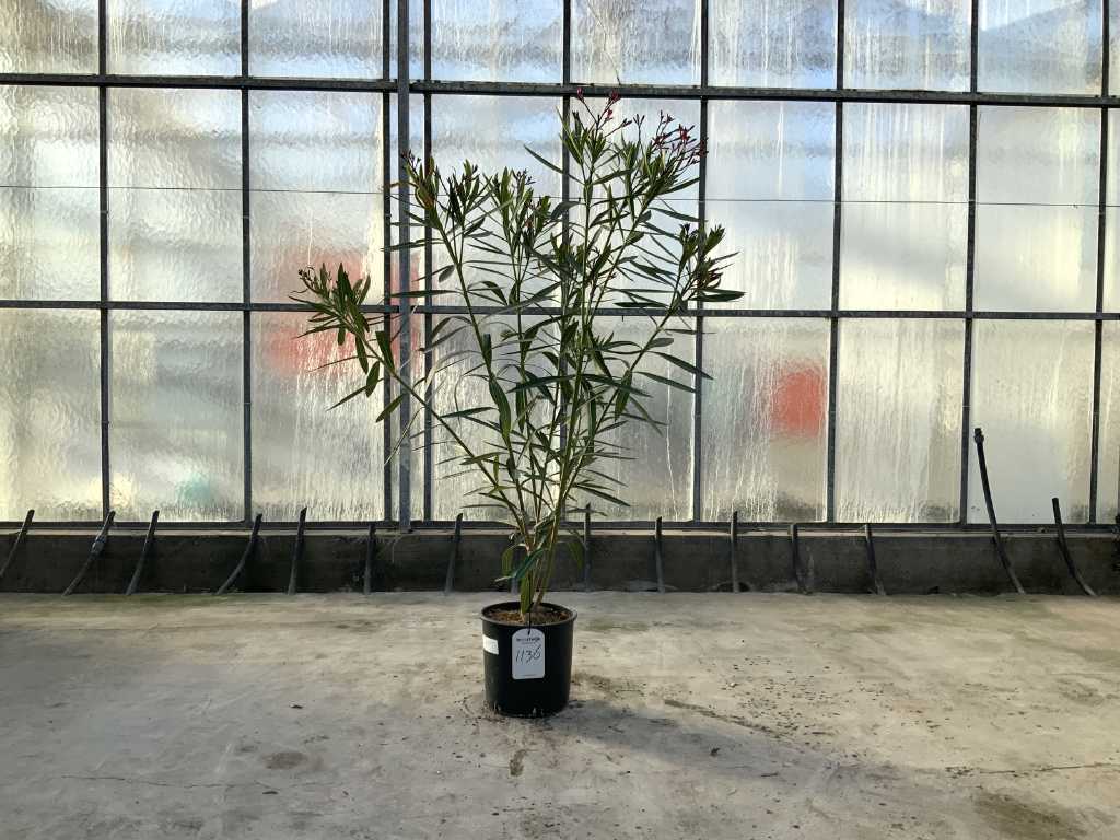 Laurier-rose rouge (Nerium oleander)