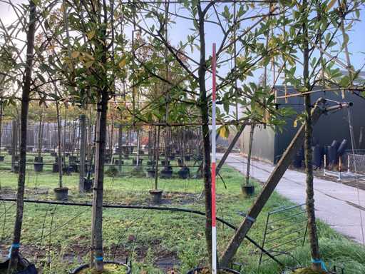 Laur wi?niowy – Espalier (3x)