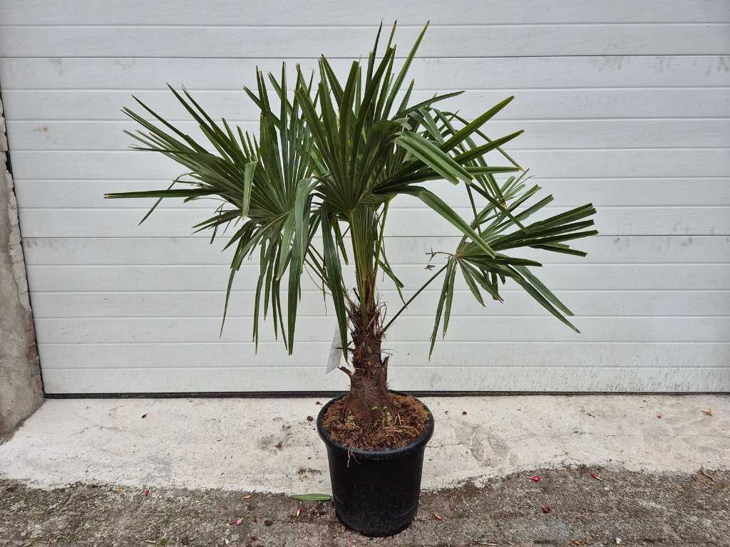 Chinese Fan Palm - Trachycarpus Fortunei - Arbore mediteranean - inaltime aprox. 120 cm 