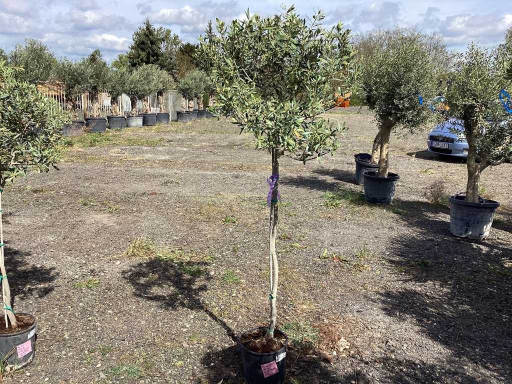 Olive tree (hardy, fruit-bearing)