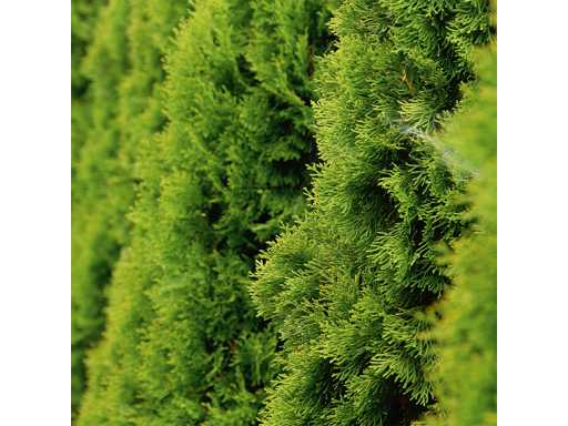 Conifers Emerald (approx. 180-200cm) Hedge (25x)