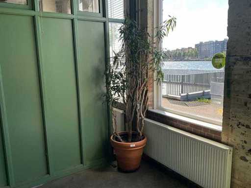 Plant in pot
