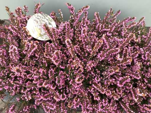 Vaste planten - Erica (x100)