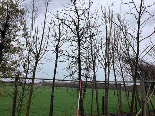 Amberboom - Vormboom