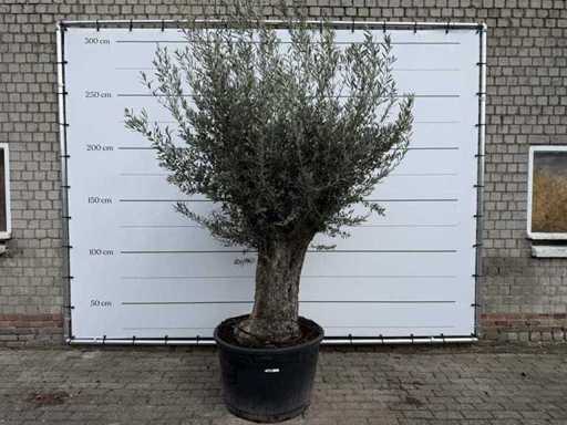 Olivenbaum Alter Stamm Klein – Olea Europaea – ca. 50 Jahre alt – Höhe ca. 250 cm