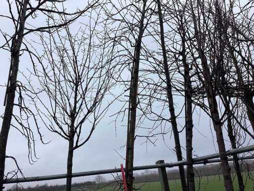 Sweet gum - Topiary tree