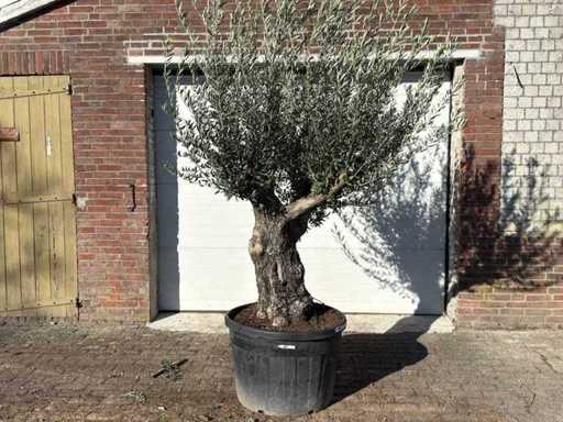 Vieux tronc d’olivier - Olea europaea - 75 ans - hauteur environ 250 cm