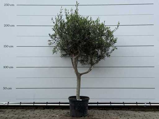 Olive tree Andalucia M - Olea Europaea - approx. 20 years old - height approx. 220 cm