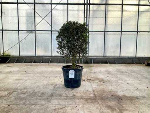 Ulivo (Olea Europaea Lessini)