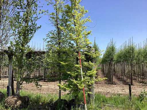 Green beech - Ornamental tree