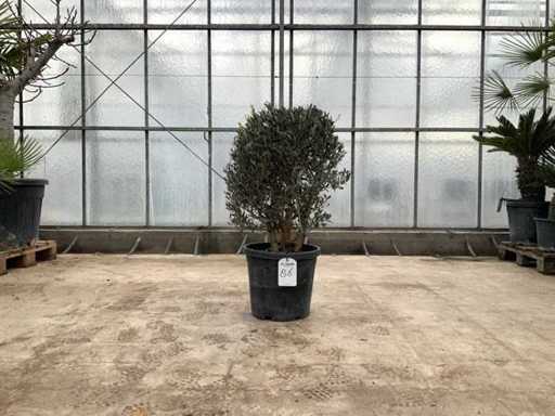 Olijfboom (Olea Europaea Lessini)