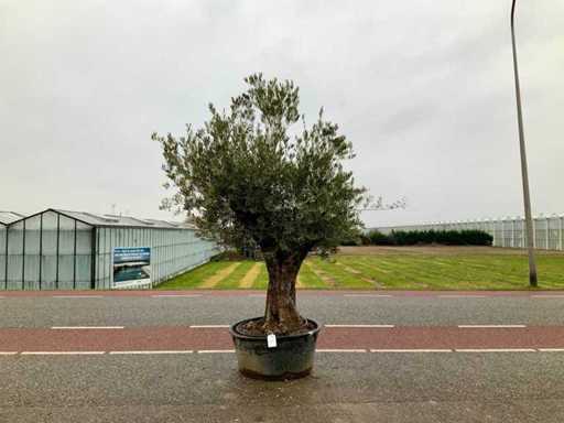 Olijfboom (Olea Europaea Lessini)