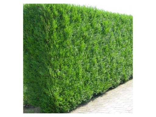 Conifers Martin (approx. 80-100cm) Hedge (50x)