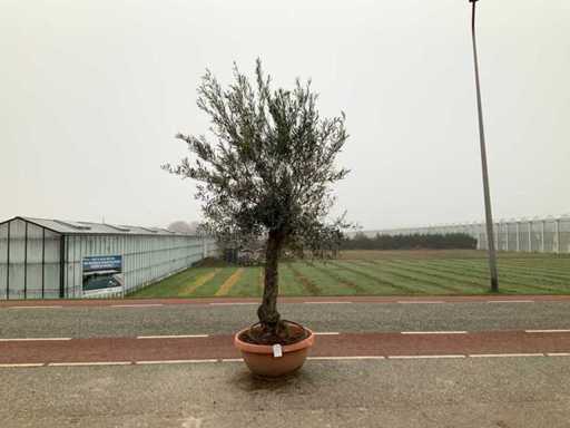 Drzewo oliwne (Olea europaea lessini)