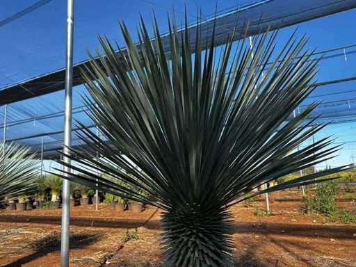 Yucca Rostrata Palm