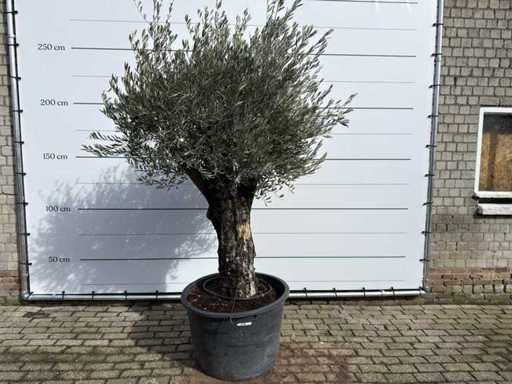 Olive tree Old Skin - Olea Europaea - approx. 75 years old - height approx. 250 cm 