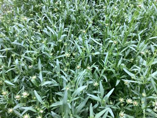 Vaste planten - Coreopsis (x100)