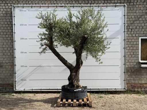 Bonsaï à branches d’olivier XL - Olea Europaea - environ 100 ans - hauteur d’environ 280 cm