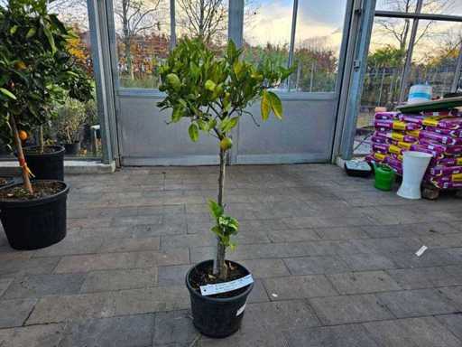 Mediterranean Lemon Tree on Trunk - Hardy to -7°C