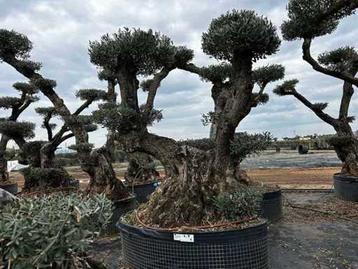 POM POM - Olive tree in exemplary basket