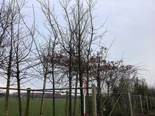 Zierkirsche – Zierbaum