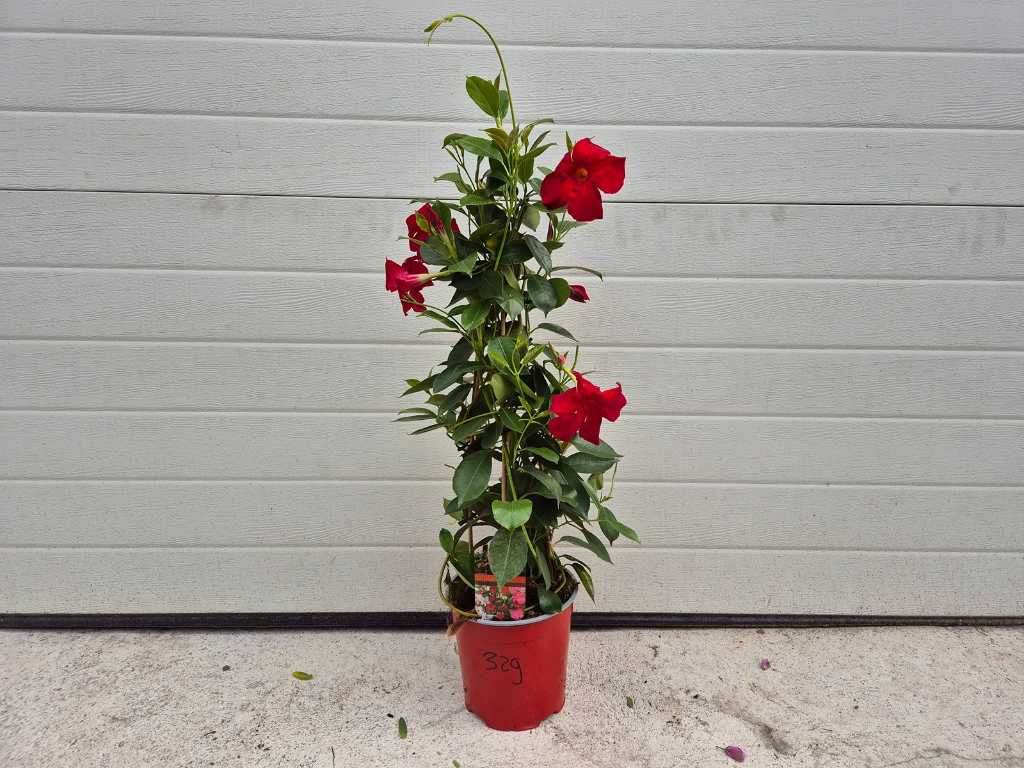 Mandeville Red - Dipladenia - height approx. 60 cm