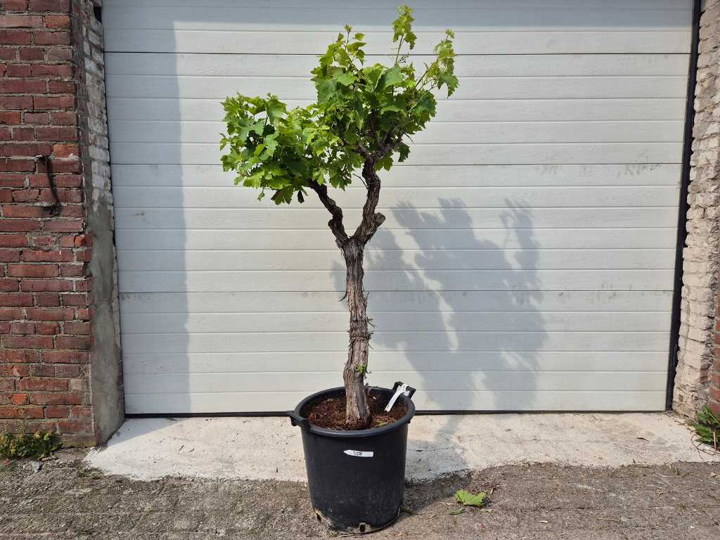 Druivenboom - Vitis Vinifera Media Pequenas - Vrucht- / fruitboom - hoogte ca. 150 cm