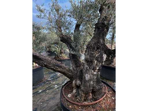 Olijfboom - Olea Europea 