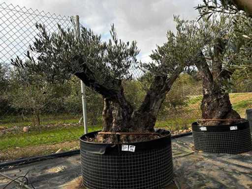 Centuries-old olive tree in basket