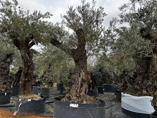  OLEA EUROPEA SECOLARE  