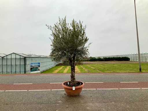 Olijfboom (Olea Europaea Lessini)