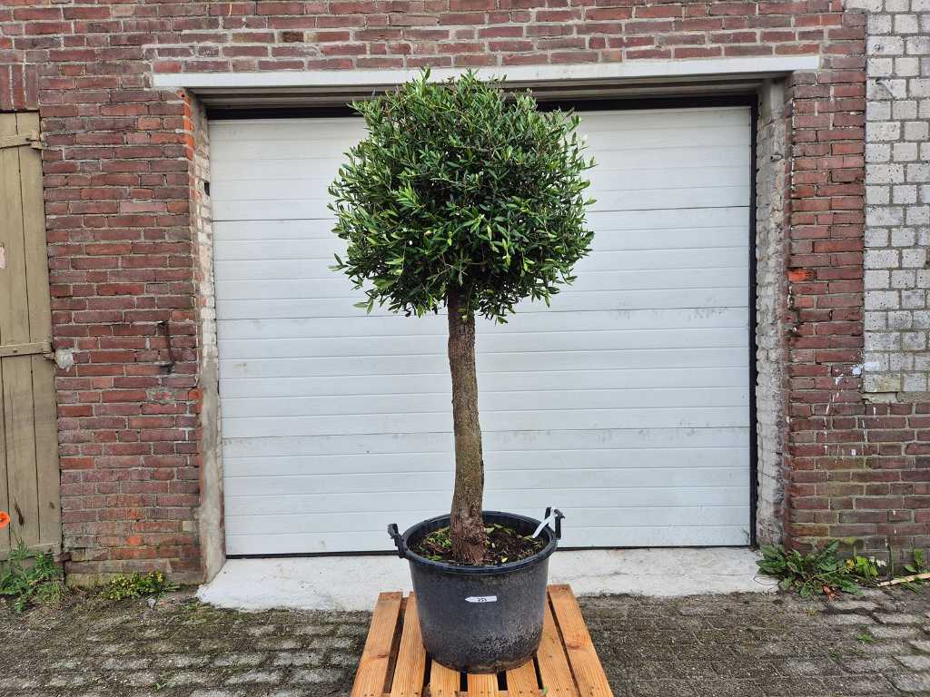 Olivenbaum Kompaktzwiebel - Olea Europaea - Höhe ca. 200 cm