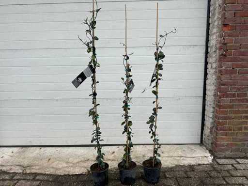 Tuscan Jasmine - Rhyncospermum Jasminoides - Height approx. 130 cm (3X)