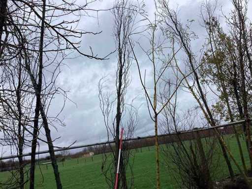 Groene Zuilbeuk - Vormboom