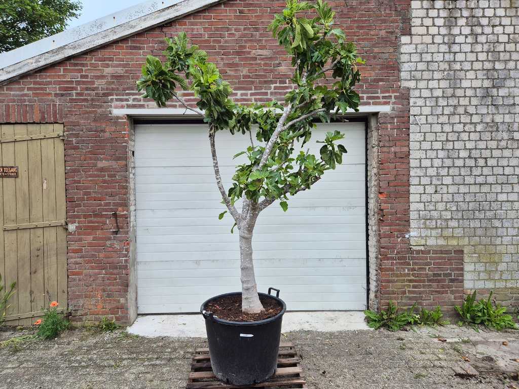 Feigenbaum XL - Ficus Carica - Obstbaum - Höhe ca. 200 cm